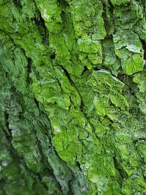 Grüne Baumrinde eines Baumes