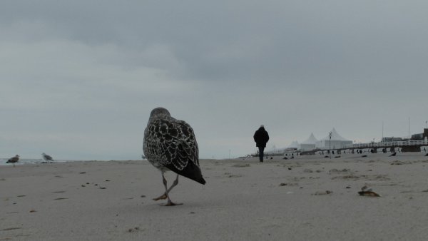 Foto mit Möwe